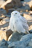 Snowy Owl