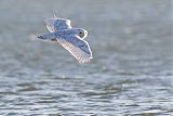 Snowy Owl