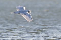 Snowy Owl