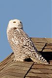 Snowy Owl