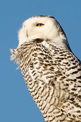 Snowy Owl