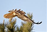 Red-tailed Hawkborder=