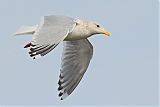 Iceland (Thayer's) Gull