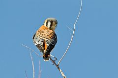 American Kestrel