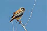 American Kestrel