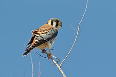 American Kestrel