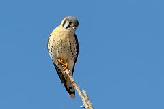 American Kestrel