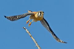 American Kestrel