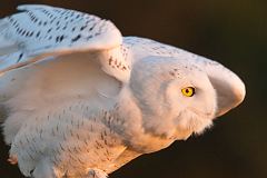 Snowy Owl