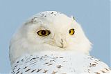 Snowy Owl