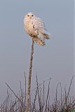 Snowy Owl