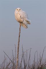 Snowy Owl