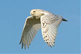 Snowy Owl