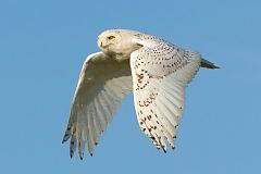 Snowy Owl