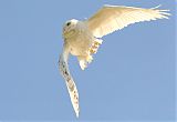 Snowy Owl