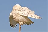 Snowy Owl