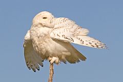 Snowy Owl