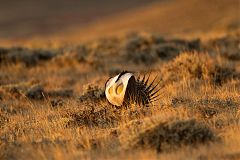 Greater Sage-Grouse