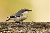 Pygmy Nuthatch