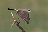 Western Kingbirdborder=