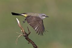 Western Kingbird