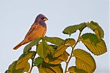 Blue Grosbeak