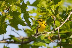 Prairie Warbler