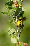 Prairie Warblerborder=