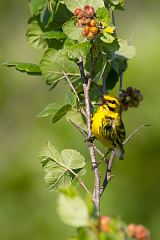 Prairie Warbler