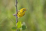 Prairie Warbler