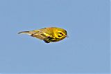 Prairie Warbler