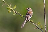 Field Sparrowborder=