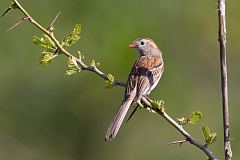 Field Sparrow