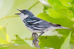 Cerulean Warbler