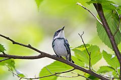 Cerulean Warbler