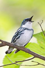 Cerulean Warbler