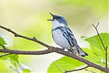 Cerulean Warbler