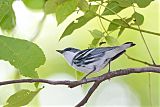 Cerulean Warbler