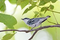 Cerulean Warbler