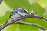 Cerulean Warbler