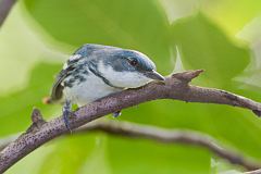 Cerulean Warbler