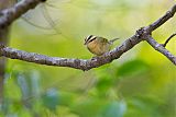 Worm-eating Warbler