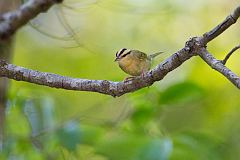 Worm-eating Warbler