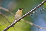 Worm-eating Warbler