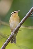 Worm-eating Warbler