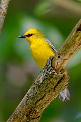 Blue-winged Warbler