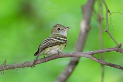 Acadian Flycatcher