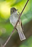 Acadian Flycatcher