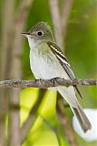 Acadian Flycatcher