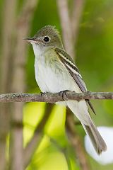 Acadian Flycatcher